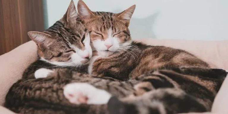 Poes Of Kater? Wat Zijn De Verschillen?