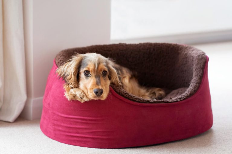 De 6 Beste Hondenmanden van 2026