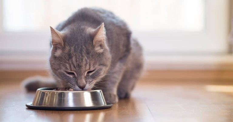 De 7 Beste Kattenvoerbakken van 2026